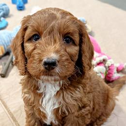Clay - Red male Australian Labradoodle puppy in Harrisonville, Missouri from Blessed Day Doodles