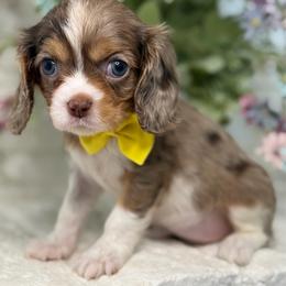 Ramen - Tri-color female Cavalier King Charles Spaniel puppy in Yuciapa, California from AlltheDoodlez_
