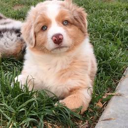 Australian Shepherd Puppies from NorthRidge Australian Shepherds