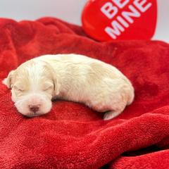 Sonnet - male Golden Mountain Doodle puppy in Rome, Georgia from Victoria’s Designer Doodles