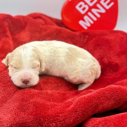 Sonnet - male Golden Mountain Doodle puppy in Rome, Georgia from Victoria’s Designer Doodles