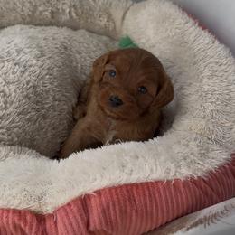 Little Poppy - Red female Cavapoo puppy in Knoxville, Tennessee from Dukes Forever Doodles