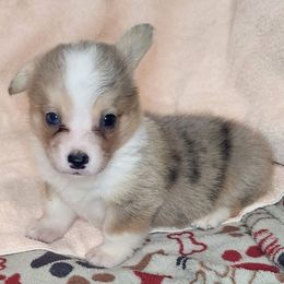 Nani - Red merle and white female American Corgi puppy in Dunbar, Nebraska from Vintage Corgis