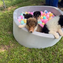 Billie - Sable and white female Collie puppy in Carencro, Louisiana from Cajun Bayou's Collies LLC
