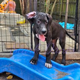 Pavetta - Mantle Great Dane puppy in Spring, Texas from Stark Danes