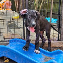 Pavetta - Mantle Great Dane puppy in Spring, Texas from Stark Danes