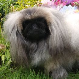 TEMPY - Pekingese