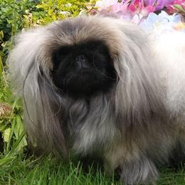 TEMPY - Pekingese