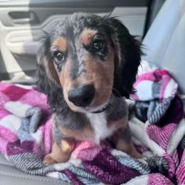 Dachshund Puppies from Catt Farms Longhaired Dachshunds