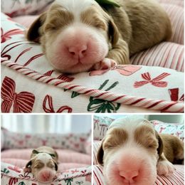 Felix - Red male Australian Labradoodle puppy in Summerfield, North Carolina from Four Oaks Labradoodles
