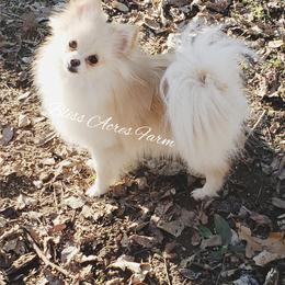 Sparkle - Pomeranian