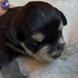 Chloe - Black and silver female Miniature Schnauzer puppy in Hull, Georgia from Ardent Miniature Schnauzers of Athens