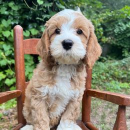 Petey - Apricot male Australian Labradoodle puppy in Eastover, North Carolina from Joyful Hearts Australian Labradoodles