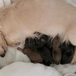 AKC Ch Sired Black and Cream female - Black and cream female Dachshund puppy in Medina, Ohio from STORIED DOXIES