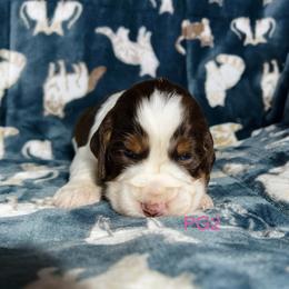 PG2 - Liver white and tan female English Springer Spaniel puppy in Britton, South Dakota from K&S Canines