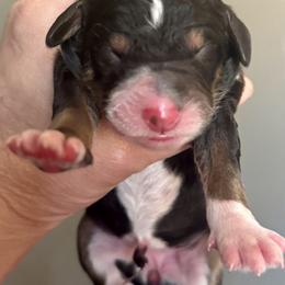 Bernedoodle, Poodle, and Saint Berdoodle Puppies from Remington Kennels, LLC