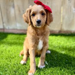 Wanda - Apricot female Goldendoodle puppy in Carlsbad, California from Seaside Doodle Co.