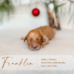 Franklin - Apricot male Goldendoodle puppy in Hiddenite, North Carolina from Rose and Reid Doodles
