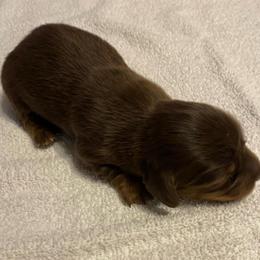 WILLOW CKC REGISTERED FULL RIGHTS - Chocolate female Dachshund puppy in Elizabethtown, Kentucky from Teeny Tiny Puppy Tails