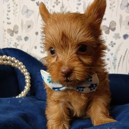 King Valentino - Liver male Yorkshire Terrier puppy in Humble, Texas from Marnax Yorkshire Babies