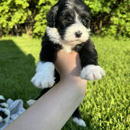 Portuguese Water Dog Puppies from Cornerstones Porties