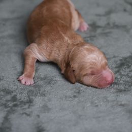 Rune - Apricot male Goldendoodle puppy in Macclenny, Florida from Baker County Goldendoodles