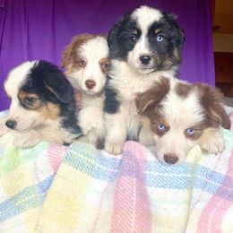Miniature American Shepherd Puppies from Elite Miniature American Shepherds
