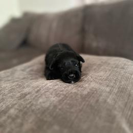 Girl 1 - Black female Miniature Schnauzer puppy in Tacoma, Washington from MSR Mini Schnauzers