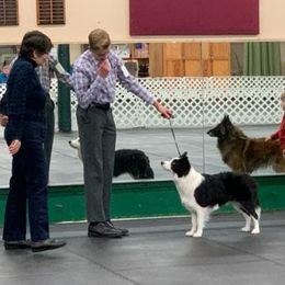 Belgian Tervuren and Border Collies from Dejavu Belgians and Borders