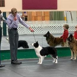 Belgian Tervuren and Border Collies from Dejavu Belgians and Borders