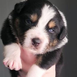 Joy - Black tri-color female Australian Shepherd puppy in Georgetown, Texas from River Reign Australian Shepherds