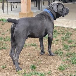 Cane Corso from Southern Sugar Cane Corso LLC