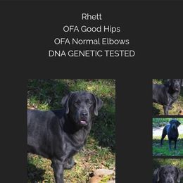 Rhett - Labrador Retriever