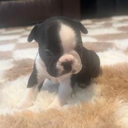 Sapphire Girl 5 - Black and white female Boston Terrier puppy in Brookville, Ohio from Best Friend Bostons