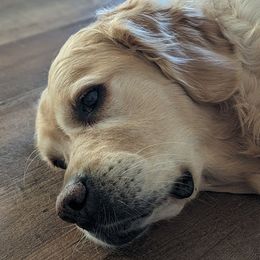 Nadia - Golden Retriever