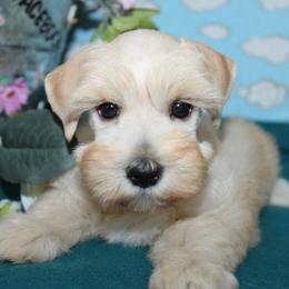 Lilly - Wheaten female Miniature Schnauzer puppy in Gary, Texas from Beards Little Schnauzers