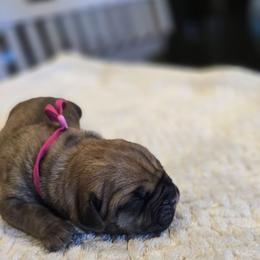 Pink collar - Fawn female Cane Corso puppy in Granbury, Texas from La Muerte Corso Kennel