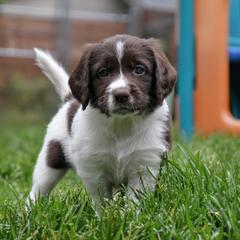 Drentsche Patrijshond and Spinone Italiano Puppies from Two Gun Kennels