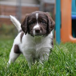 Drentsche Patrijshond and Spinone Italiano Puppies from Two Gun Kennels
