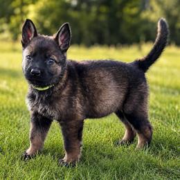 Lime Collar - Sable female German Shepherd puppy in Casscoe, Arkansas from Crown H Shepherds