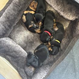 Dachshund Puppies from Ozge's Dachshunds