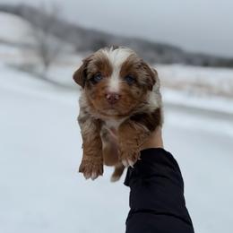 Buddy - Red merle male Australian Shepherd puppy in Tyner, Kentucky from Lil’ Town Aussies