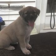 Anatolian Pyrenees and Cardigan Welsh Corgis from Cavalier Acres Farm