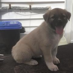 Anatolian Pyrenees and Cardigan Welsh Corgis from Cavalier Acres Farm