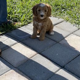 Goldendoodle Puppies from Salty River Doodles