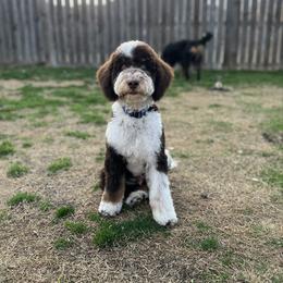 Bundy - Bernedoodle