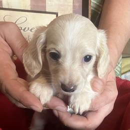 Blossom - Cream female Dachshund puppy in Sharon Springs, New York from Show Us The Way Homestead