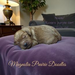 Noelle - Red female Cavapoo puppy in Lavon, Texas from Magnolia Prairie Doodles