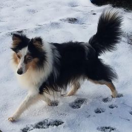 Collies and Toy Shetland Sheepdogs from Holbrook Homestead