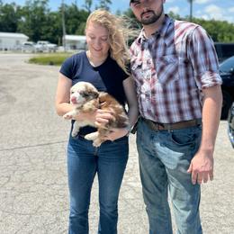 Bam Bam - Red merle male Australian Shepherd puppy in Laotto, Indiana from Circle B working Aussies